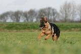 BERGER ALLEMAND 1104